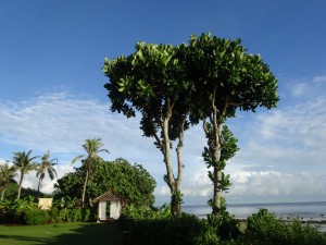 2-1グアム　ツインの大きな樹とカバナ